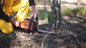 Best Storm Damage Tree Cleanup  in Mont Alto, PA