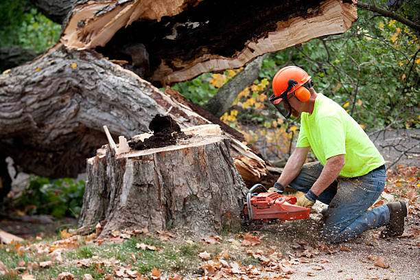 Why Choose Our Tree Removal Services in Mont Alto, PA?