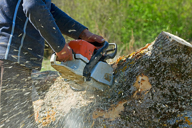 Best Leaf Removal  in Mont Alto, PA